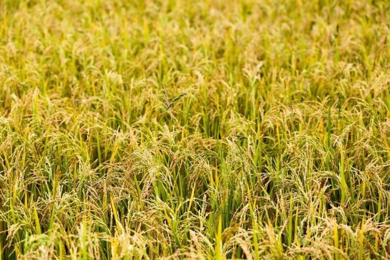 Hybrid-rice-improves-food-security
