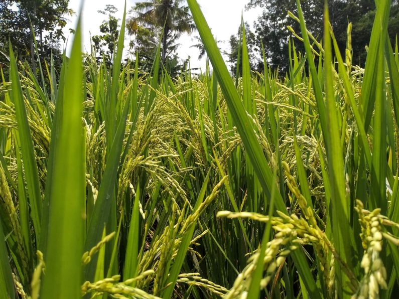 Ph-rice-self-sufficiency-has-improved